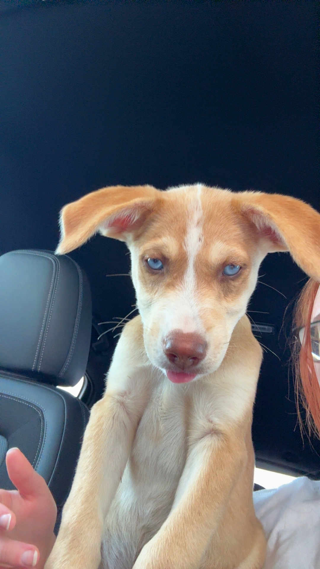 Maverick joined the competition — help win amazing prizes! puppy, dog, blue_eyes, car_interior, seat, ears, tongue, close_up, pet, animal, cute, light_brown, white_shirt, glasses, hand, young_dog, portrait, indoor, companion, expression