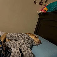 Maverick is registered to the contest to win money with this photo: dog, sleeping, stuffed_animal, bed, plush, indoor, medals, wall, pillow, cozy, resting, animal, soft_toy, brown_dog, comfort, home, furniture, blanket, quiet, relaxation