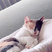 Sweetpea joined the competition — help win amazing prizes! cat, calico, sleeping, nap, cozy, quilt, white, fur, pet, indoor, relaxed, resting, animal, cute, feline, ears, paw, soft, home, comfort