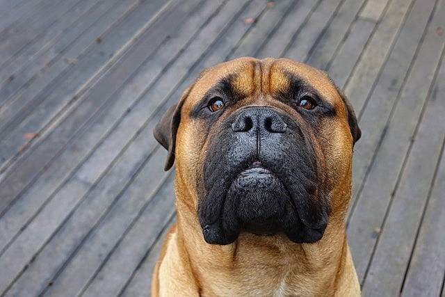 Vinny is registered to the contest to win money with this photo: ancient_dog_breeds, boerboel, boxer, bulldog, bullmastiff, canidae, carnivore, companion_dog, dog, dog_breed, english_mastiff, fawn, korean_mastiff, mammal, molosser, ori_pei, perro_de_presa_mallorquin, snout, vertebrate, wrinkle