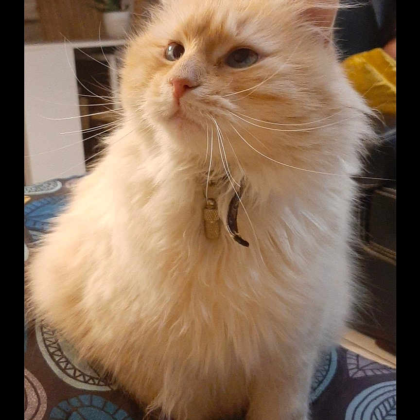 Coton