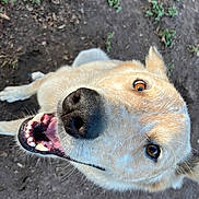 Maple is registered to the contest to win money with this photo: dog, canine, pet, animal, outdoor, earth, ground, nose, mouth, teeth, tongue, fur, ears, eyes, happy, playful, closeup, lookingup, nature, friendly