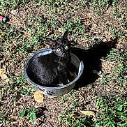 Raven is registered to the contest to win money with this photo: black_cat, cat, metal_bowl, paw_prints, green_plants, dry_leaves, outdoor, animal, pet, curious, night, shadow, ground, nature, fur, whiskers, eyes, small, cute, sitting