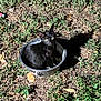 black_cat, cat, metal_bowl, paw_prints, green_plants, dry_leaves, outdoor, animal, pet, curious, night, shadow, ground, nature, fur, whiskers, eyes, small, cute, sitting