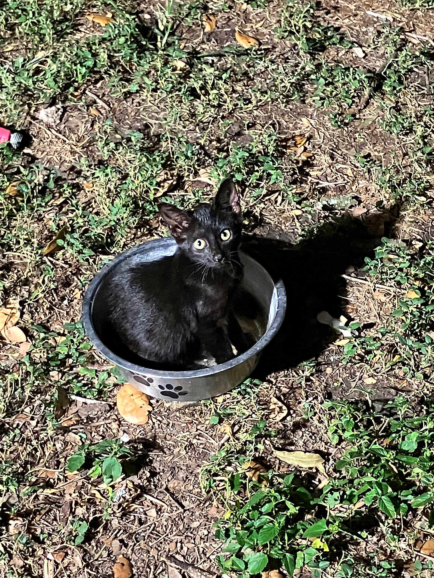 Raven is registered to the contest to win money with this photo: black_cat, cat, metal_bowl, paw_prints, green_plants, dry_leaves, outdoor, animal, pet, curious, night, shadow, ground, nature, fur, whiskers, eyes, small, cute, sitting
