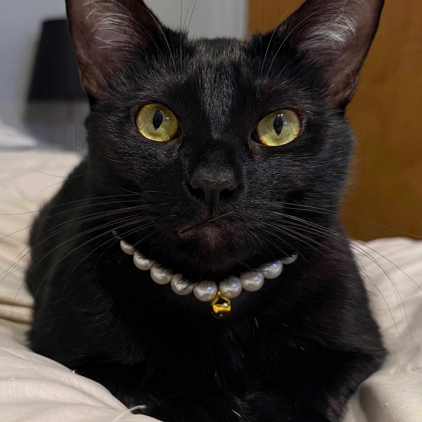 Lu Lu Kitty