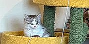Mabel is registered to the contest to win money with this photo: kitten, cat, cat_tree, indoor, furniture, toy, curious, fluffy, pet, animal, yellow, green, cozy, playful, cute, domestic, feline, resting, small, household