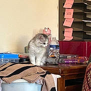 Mabel joined the competition — help win amazing prizes! kitten, cat, indoor, desk, water_bottle, sticky_notes, sweater, container, book, furniture, curious, fluffy, striped, table, household, pet, cozy, paper, stationery, wood