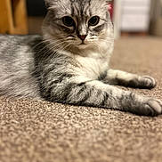 Angel joined the competition — help win amazing prizes! cat, silver_tabby, pet, animal, feline, carpet, indoors, fur, whiskers, relaxed, lying_down, closeup, portrait, eyes, cute, domestic_animal, mammal, soft_focus, background_blur, home