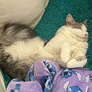 Mabellina is registered to the contest to win money with this photo: cat, sleeping, fluffy, white, gray, teal_rug, purple_blanket, stitch_pattern, couch, cozy, indoor, pet, relaxed, paw, fur, cute, resting, home, animal, comfort
