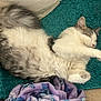 Mabellina is registered to the contest to win money with this photo: cat, sleeping, fluffy, pet, indoor, relaxing, fur, paw, blanket, rug, cozy, cute, animal, mammal, domestic, resting, whiskers, pink_nose, soft, comfort