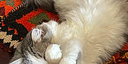 Mabellina joined the competition — help win amazing prizes! cat, fluffy, sleeping, paws, fur, cushion, patterned, colorful, cozy, indoor, relaxed, pet, whiskers, ear, tail, closeup, feline, comfort, resting, texture
