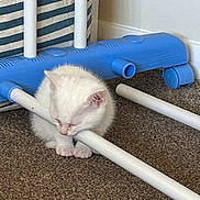 Pearl is registered to the contest to win money with this photo: kitten, white_cat, sleeping, resting, blue_plastic, floor, carpet, indoor, pet, animal, cute, small, striped_basket, toy, relaxing, young_cat, feline, home, cozy, peaceful