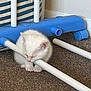kitten, white_cat, sleeping, resting, blue_plastic, floor, carpet, indoor, pet, animal, cute, small, striped_basket, toy, relaxing, young_cat, feline, home, cozy, peaceful