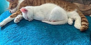 Pearl is registered to the contest to win money with this photo: cat, kitten, sleeping, orange_tabby, white_cat, pets, animal, cozy, blanket, indoor, cute, fur, relaxing, resting, companion, domestic_animal, paw, tail, cushion, snuggle