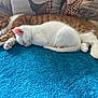 cat, kitten, sleeping, orange_tabby, white_cat, pets, animal, cozy, blanket, indoor, cute, fur, relaxing, resting, companion, domestic_animal, paw, tail, cushion, snuggle