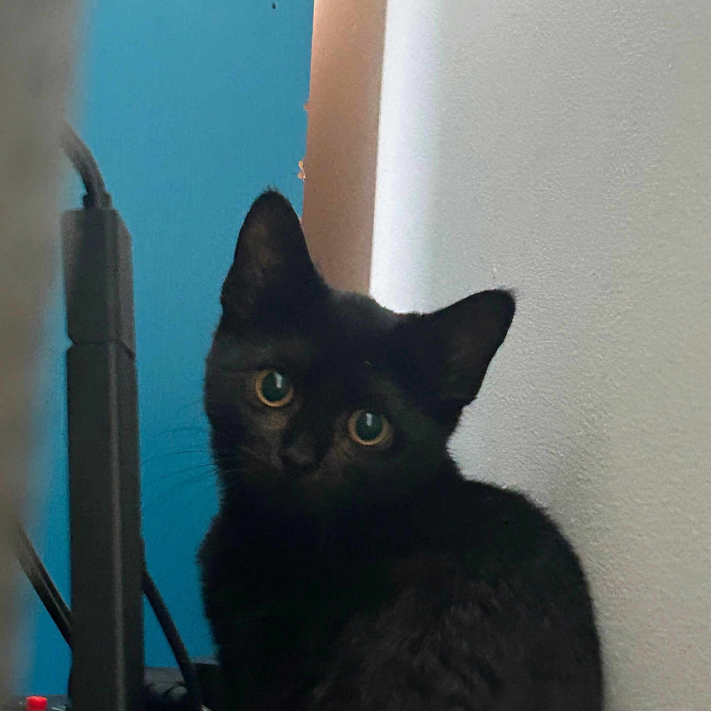 Raven joined the competition — help win amazing prizes! animal, black_cat, blue_wall, cable, cat, closeup, curious, cute, device, ears, eyes, feline, fur, indoor, looking_back, pet, portrait, technology, wall, whiskers