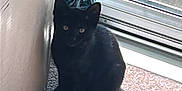 Raven is registered to the contest to win money with this photo: black_cat, kitten, indoor, carpet, corner, window, sliding_door, sunlight, shadow, curious_eyes, pet, animal, feline, cute, domestic_cat, resting, quiet, home, curtain, texture