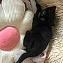 Raven joined the competition — help win amazing prizes! black_kitten, white_kitten, cat, kitten, pet, sleeping, cuddle, cozy, blanket, pillow, flower_pillow, fur, cute, indoor, resting, animal, small_pet, soft_texture, paw, feline