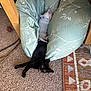 Raven joined the competition — help win amazing prizes! kitten, cat, black_cat, white_cat, sleeping, playful, tongue_out, cushion, chair, carpet, toy, indoor, cozy, pet, animal, feline, resting, cute, snuggling, home