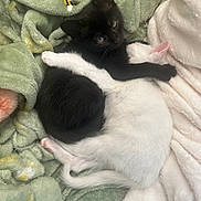 Raven joined the competition — help win amazing prizes! black_kitten, white_kitten, cats, kitten, hug, cuddle, blanket, soft_texture, cozy, sleeping, pets, fur, cute, resting, animal, whiskers, indoor, domestic, friendship, relaxation