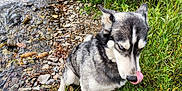 Legacy joined the competition — help win amazing prizes! dog, husky, outdoor, nature, river, rocks, greenery, water, animal, canine, pet, tongue, licking, fur, grass, sitting, blue_eyes, playful, scenic, wildlife