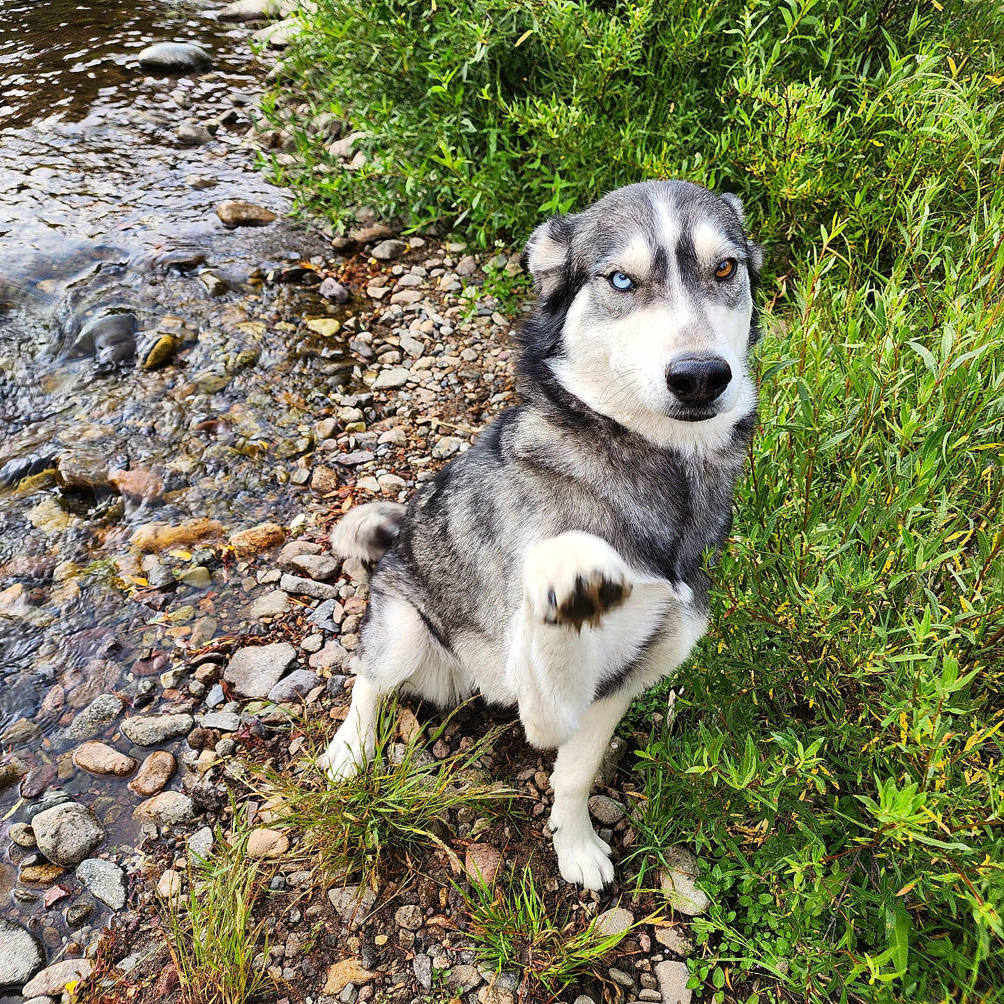Legacy is registered to the contest to win money with this photo: animal, bushes, canine, dog, fur, greenery, heterochromia, husky, nature, one_eye_blue, one_eye_brown, outdoor, paw, paw_raised, pet, portrait, riverbank, rocks, sitting, water