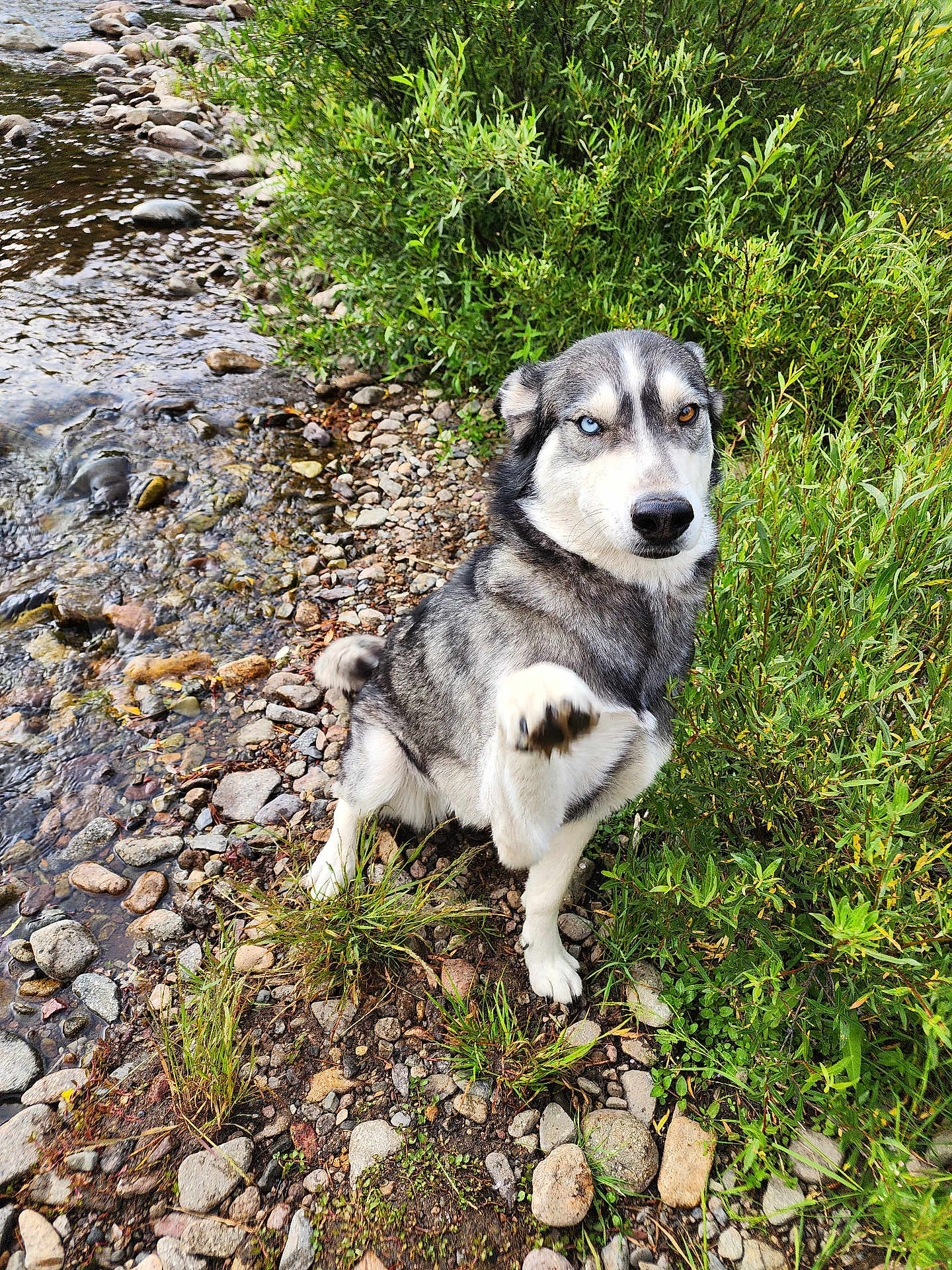 Legacy is registered to the contest to win money with this photo: dog, husky, heterochromia, paw, riverbank, rocks, water, greenery, bushes, outdoor, nature, pet, animal, canine, fur, portrait, sitting, one_eye_blue, one_eye_brown, paw_raised