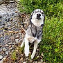 Legacy joined the competition — help win amazing prizes! dog, husky, animal, water, river, rocks, greenery, grass, paw, outdoor, nature, pet, canine, heterochromia, playful, fur, snout, tail, wildlife, landscape
