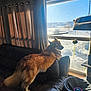 Stoney joined the competition — help win amazing prizes! animal, blue_eyes, cat_tree, cozy, curtains, daylight, dog, domestic_animal, furniture, home, indoor, leather_couch, looking_out, mammal, pet, snow, sunlight, toy, window, winter