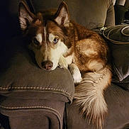 Stoney joined the competition — help win amazing prizes! animal, blue_eyes, brown, canine, companion, couch, cozy, dog, domestic_animal, fur, furniture, home, husky, indoor, laying_down, looking_at_camera, pet, relaxed, resting, tail