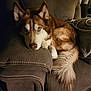 animal, blue_eyes, brown, canine, companion, couch, cozy, dog, domestic_animal, fur, furniture, home, husky, indoor, laying_down, looking_at_camera, pet, relaxed, resting, tail