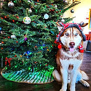 Stoney joined the competition — help win amazing prizes! dog, husky, blue_eyes, christmas_tree, holiday_hat, festive, ornaments, indoor, pet, canine, decorations, floor, tongue_out, pine_tree, red_bow, lights, home, portrait, christmas, seasonal