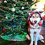 dog, husky, blue_eyes, christmas_tree, holiday_hat, festive, ornaments, indoor, pet, canine, decorations, floor, tongue_out, pine_tree, red_bow, lights, home, portrait, christmas, seasonal