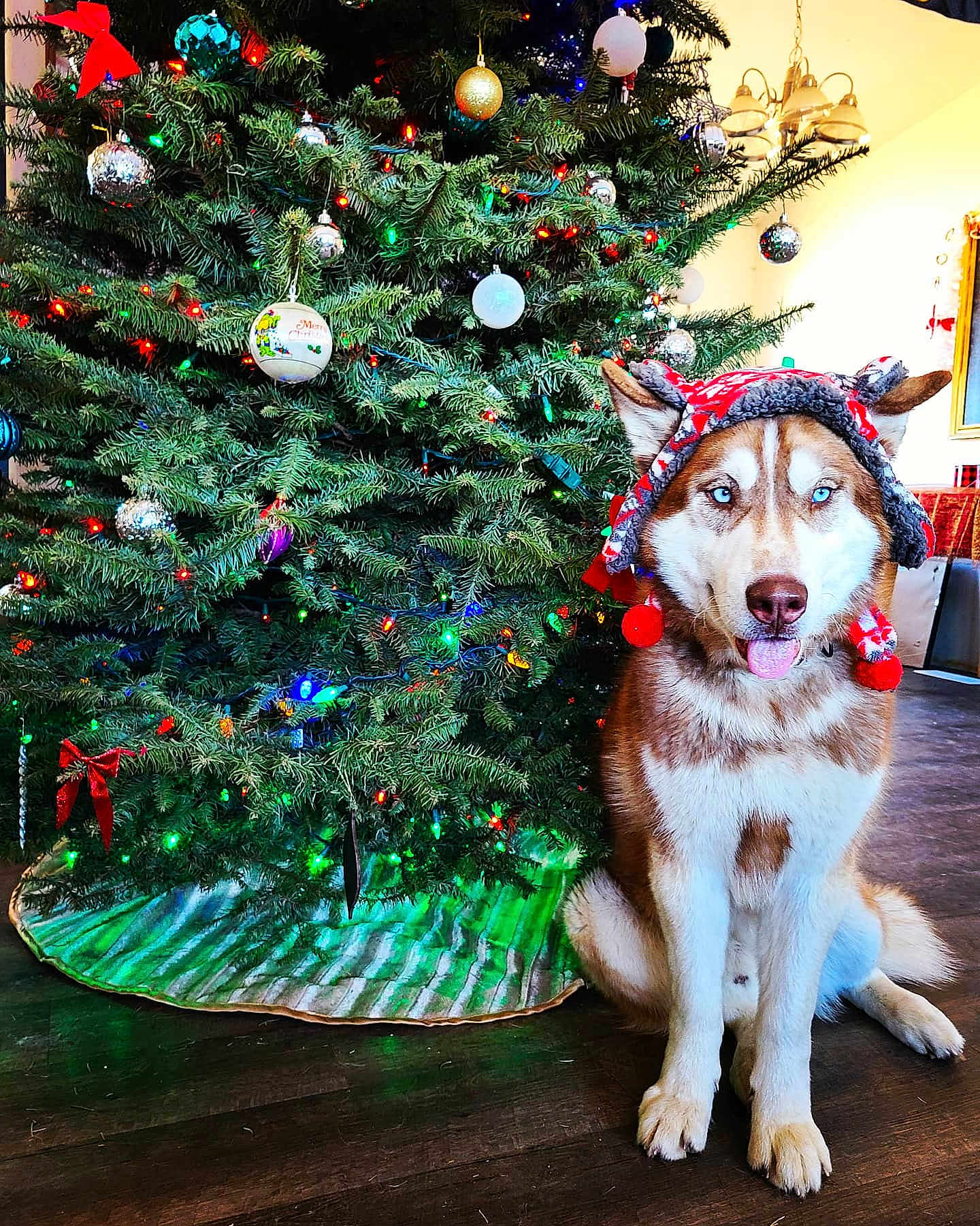 Stoney joined the competition — help win amazing prizes! dog, husky, blue_eyes, christmas_tree, holiday_hat, festive, ornaments, indoor, pet, canine, decorations, floor, tongue_out, pine_tree, red_bow, lights, home, portrait, christmas, seasonal
