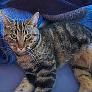 Luna is registered to the contest to win money with this photo: cat, tabby_cat, pet, animal, feline, whiskers, ears, green_eyes, striped_fur, relaxed, lying_down, indoor, blanket, soft_surface, cute, mammal, domestic_animal, resting, fur, close_up