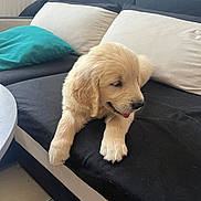 Blue a rejoint le concours — aidez-le/la à gagner de superbes lots ! animal, black_couch, couch, cozy, cream_pillow, cute, dog, floor, furry, golden_retriever, home, indoor, pet, pillows, puppy, relaxed, sleepy, teal_pillow, tile_floor, tongue_out