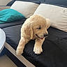 animal, black_couch, couch, cozy, cream_pillow, cute, dog, floor, furry, golden_retriever, home, indoor, pet, pillows, puppy, relaxed, sleepy, teal_pillow, tile_floor, tongue_out
