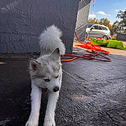 Noah joined the competition — help win amazing prizes! puppy, dog, husky, stretching, outdoor, sunlight, pavement, wall, cord, car, sky, cloud, tree, pet, animal, young, fur, cute, playful, daytime