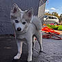 Noah joined the competition — help win amazing prizes! dog, puppy, husky, blue_eyes, fur, pet, outdoor, concrete, wall, collar, curious, animal, young, standing, sunlight, vehicle, cords, daytime, small, fluffy