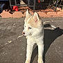 Noah is registered to the contest to win money with this photo: puppy, dog, husky, blue_eyes, outdoor, concrete, sunlight, shadow, fence, garden, pet, young_dog, animal, fur, ears, nose, standing, daylight, cute, canine