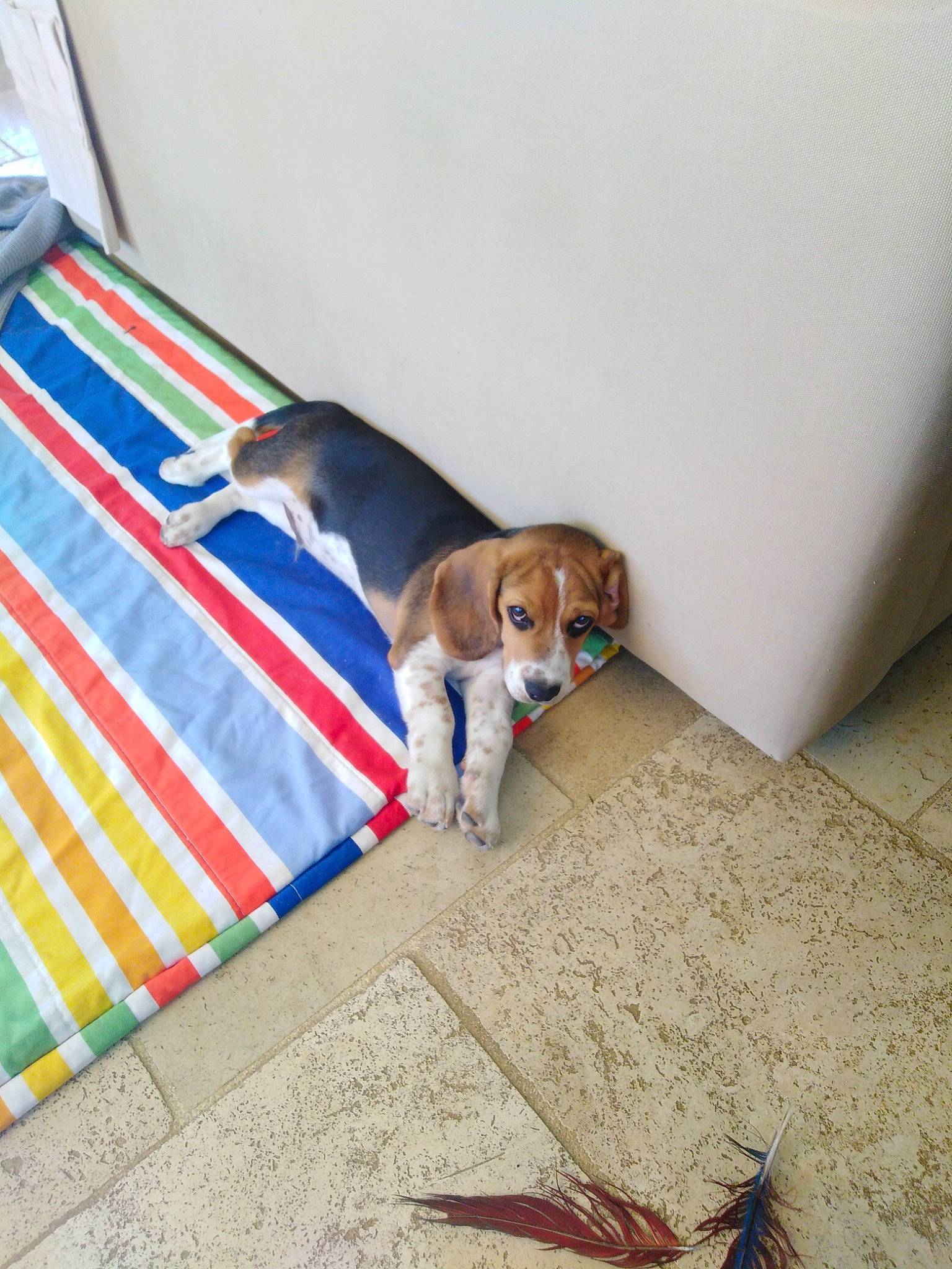 Picolo participe au concours pour gagner de l'argent avec cette photo : beagle, canidae, carnivore, companion_dog, dog, dog_breed, floor, flooring, harrier, pocket_beagle, puppy