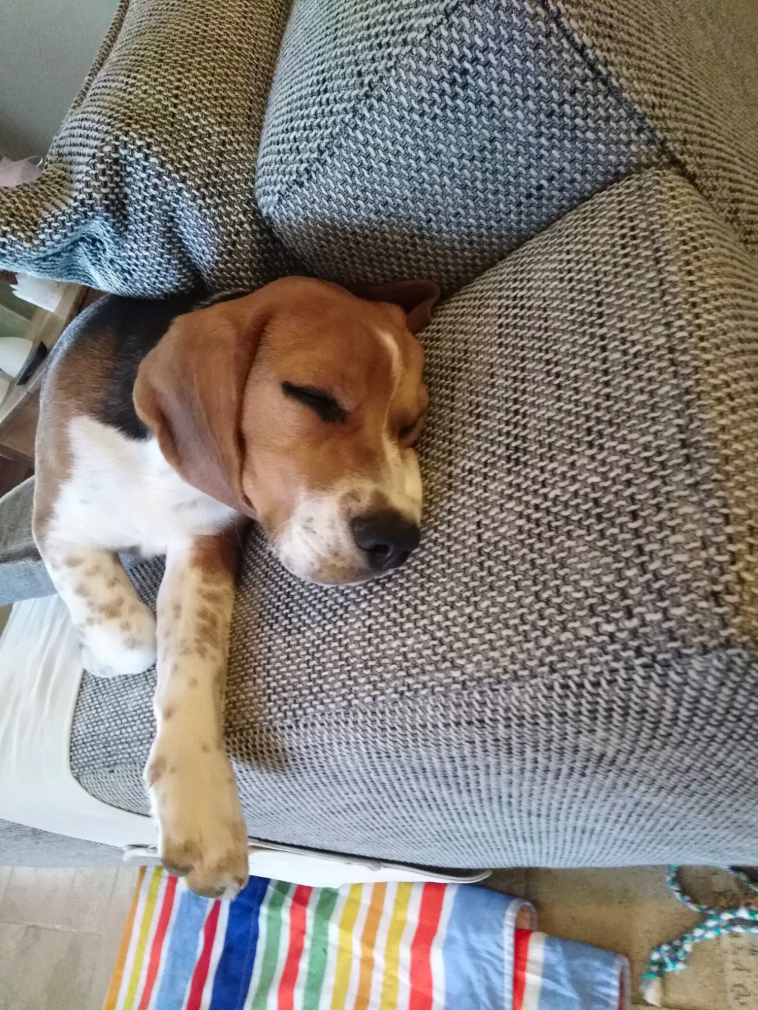 Picolo a rejoint le concours — aidez-le/la à gagner de superbes lots ! american_foxhound, beagador, beagle, beagle_harrier, canidae, carnivore, companion_dog, coonhound, dog, dog_breed, english_coonhound, harrier, mammal, pocket_beagle, puppy, rare_breed_dog, snout, sporting_group, treeing_walker_coonhound, vertebrate