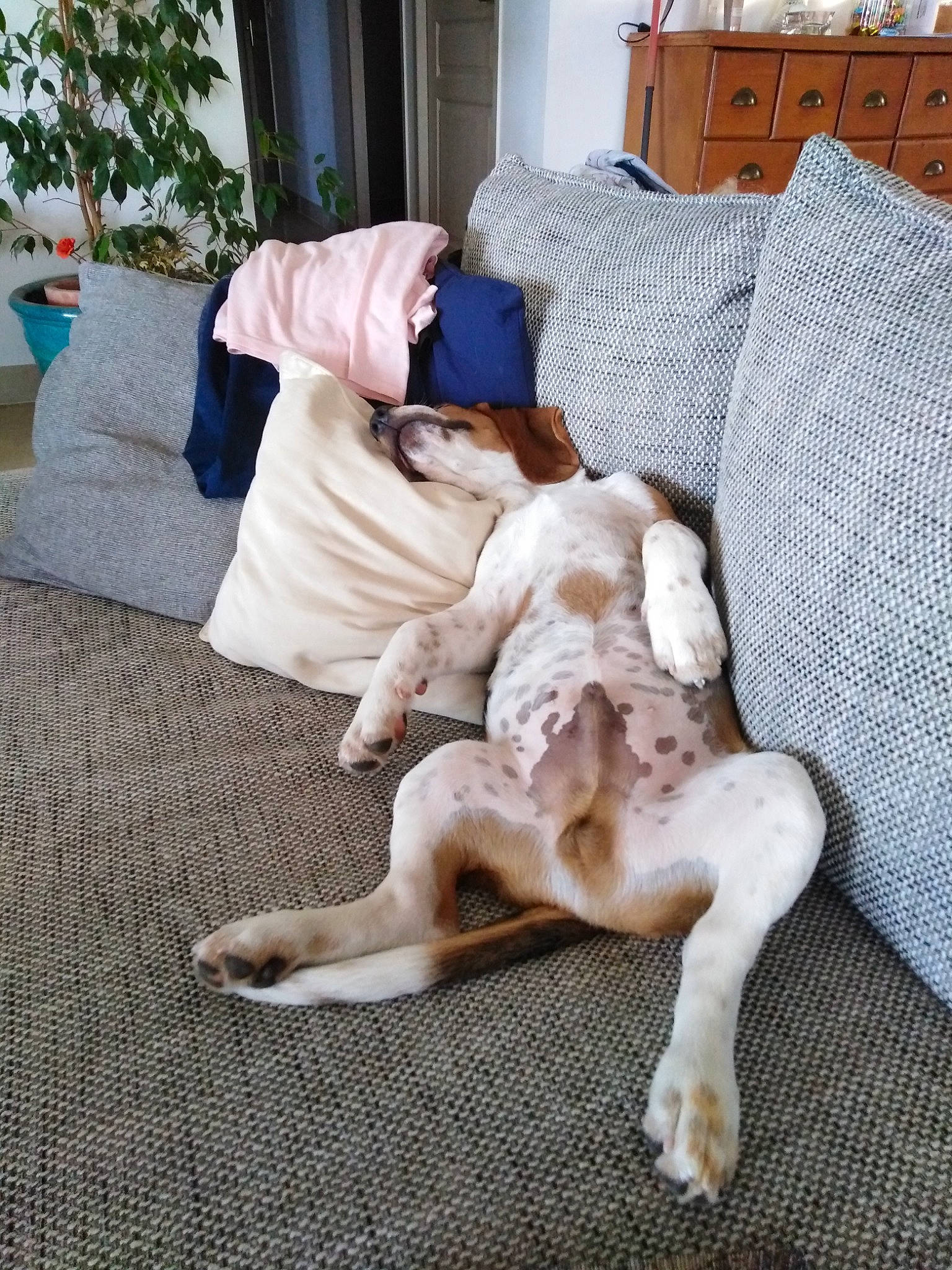 Picolo participe au concours pour gagner de l'argent avec cette photo : canidae, carnivore, companion_dog, dog, dog_breed, fawn, fur, german_shorthaired_pointer, great_dane, nap, non_sporting_group, pointer, pointing_breed, sleep, sporting_group