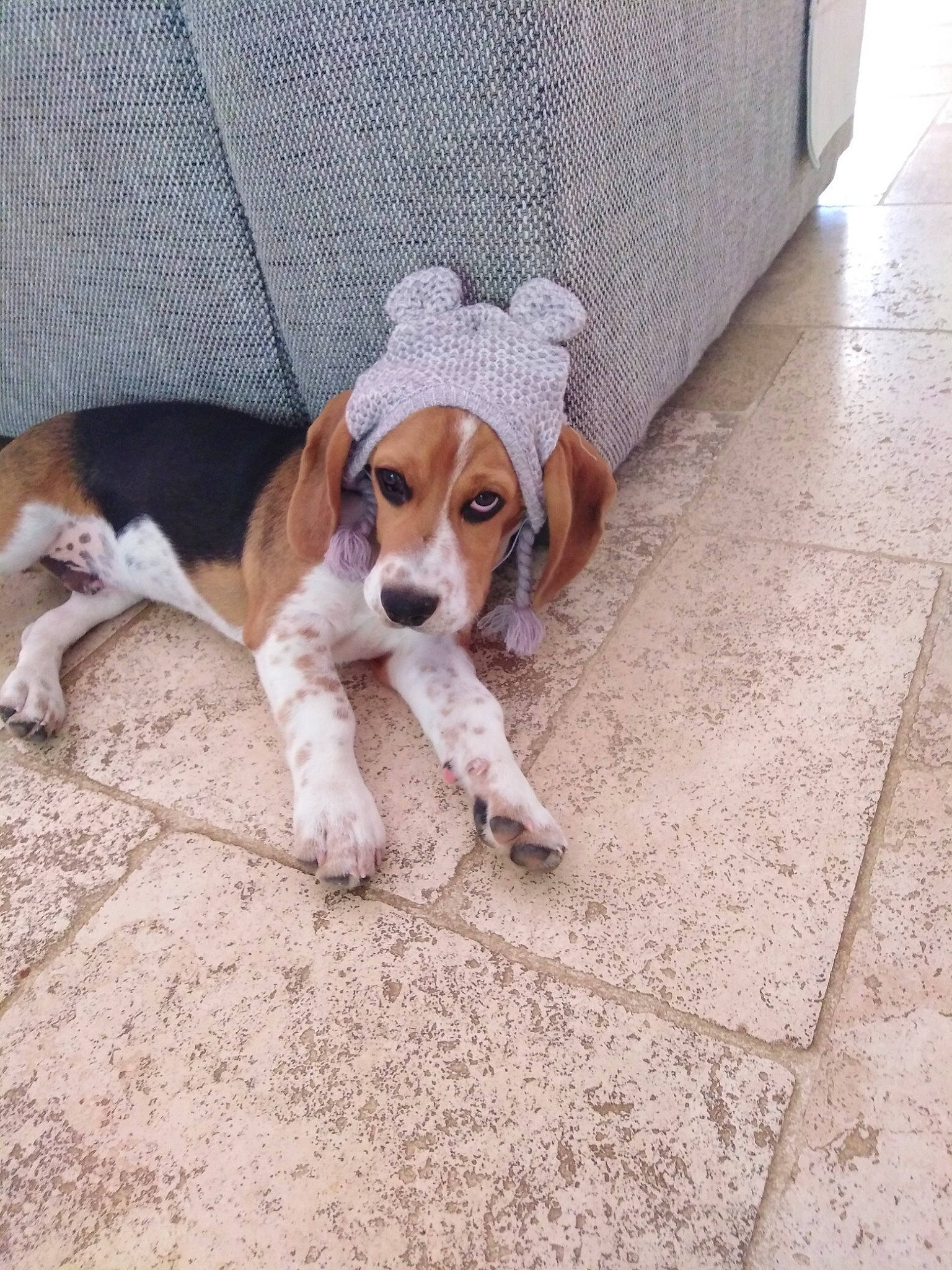 Picolo a rejoint le concours — aidez-le/la à gagner de superbes lots ! beagador, beagle, beagle_harrier, beaglier, canidae, carnivore, companion_dog, dog, dog_breed, estonian_hound, harrier, hound, mammal, pocket_beagle, puppy, rare_breed_dog, snout, sporting_group, treeing_walker_coonhound, vertebrate