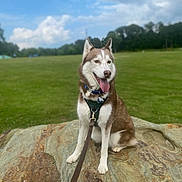 Zero Reed is registered to the contest to win money with this photo: dog, husky, animal, pet, leash, rock, grass, park, outdoor, sky, clouds, nature, canine, sitting, tongue_out, happy, collar, daytime, fur, ears