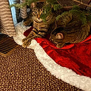 Meg joined the competition — help win amazing prizes! animal, carpet, cat, christmas_tree, cozy, curious, domestic_cat, feline, fur, greenery, holiday_decor, home, indoor, nature_indoor, pet, relaxing, resting, tabby_cat, tree_skirt, two_cats
