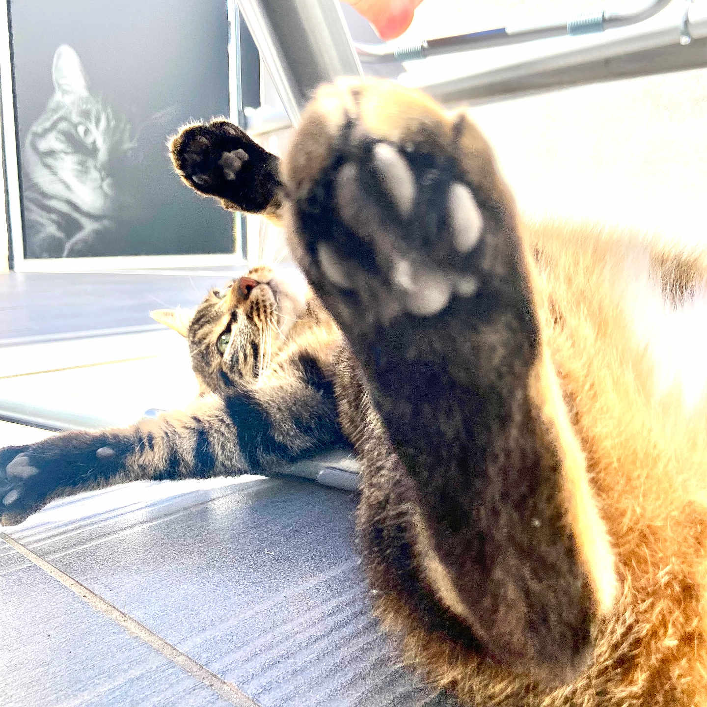 Tigrou a rejoint le concours — aidez-le/la à gagner de superbes lots ! abyssinian, animal, canine, cat, claw, doctor, electronics, hardware, hook, indoors, interiordesign, kitten, manx, person, pet, rabbit, siamese, sleeping, snout, veterinarian