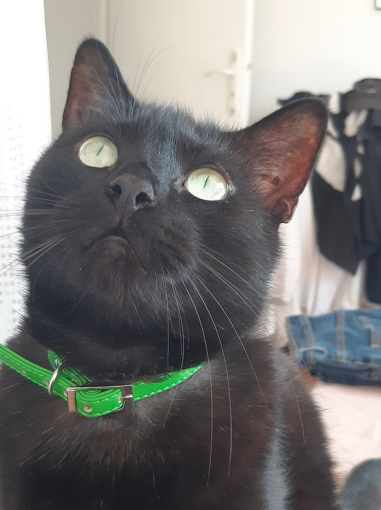 Jo a rejoint le concours — aidez-le/la à gagner de superbes lots ! asian, black_cat, bombay, burmese, carnivore, cat, domestic_short_haired_cat, felidae, german_rex, havana_brown, javanese, korat, mammal, nebelung, oriental_shorthair, russian_blue, small_to_medium_sized_cats, snout, vertebrate, whiskers