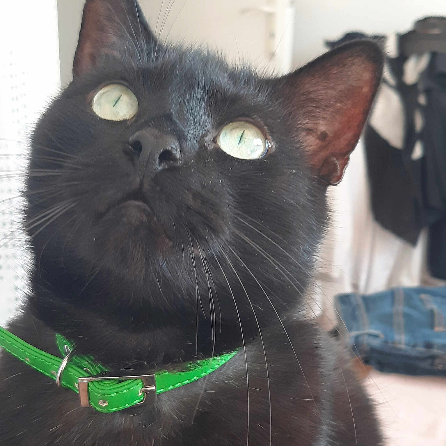 Jo
